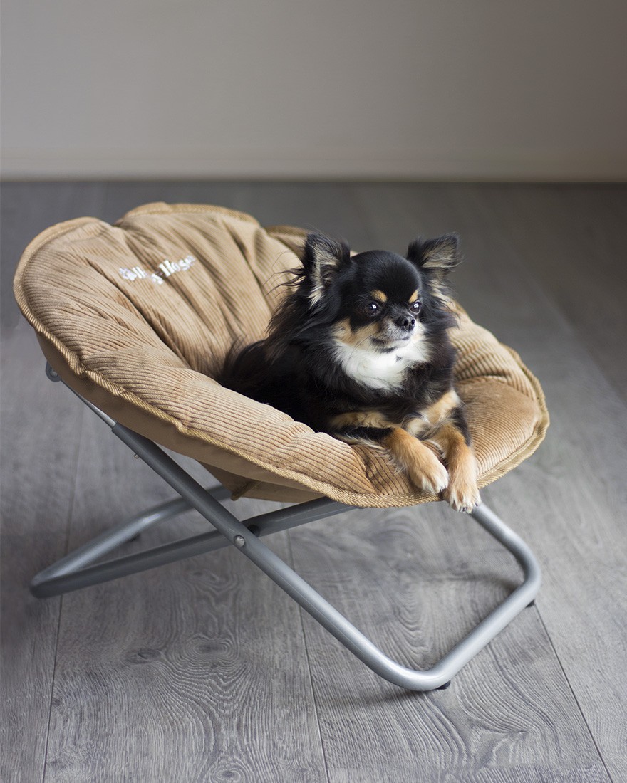 chaise chien chat s camel