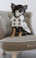 dogfashion jacket lovely dots size 24