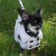 dogfashion jacket lovely dots size 24