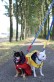 dogfashion jacket red champion size 44