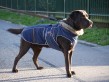 dogfashion jacket royal blue size 50