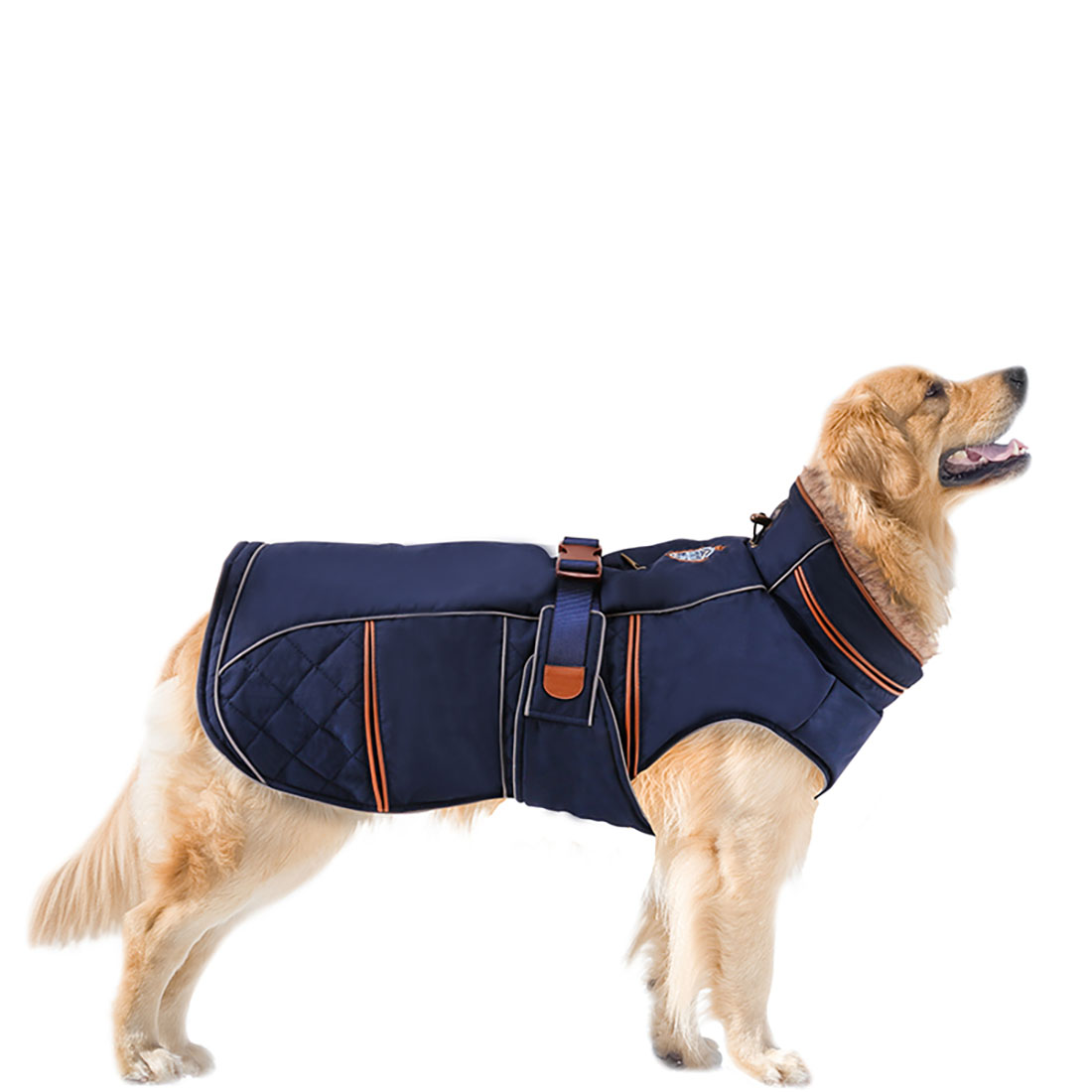 dogfashion jacket royal blue size 70