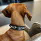 Halsband Sattelleder Luxus Klassik L Silber Schwarz
