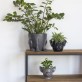 Jardinière tête de Bulldog noir