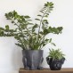 Planter Bulldog head black