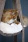 Trapeze Cute Pets Taupe